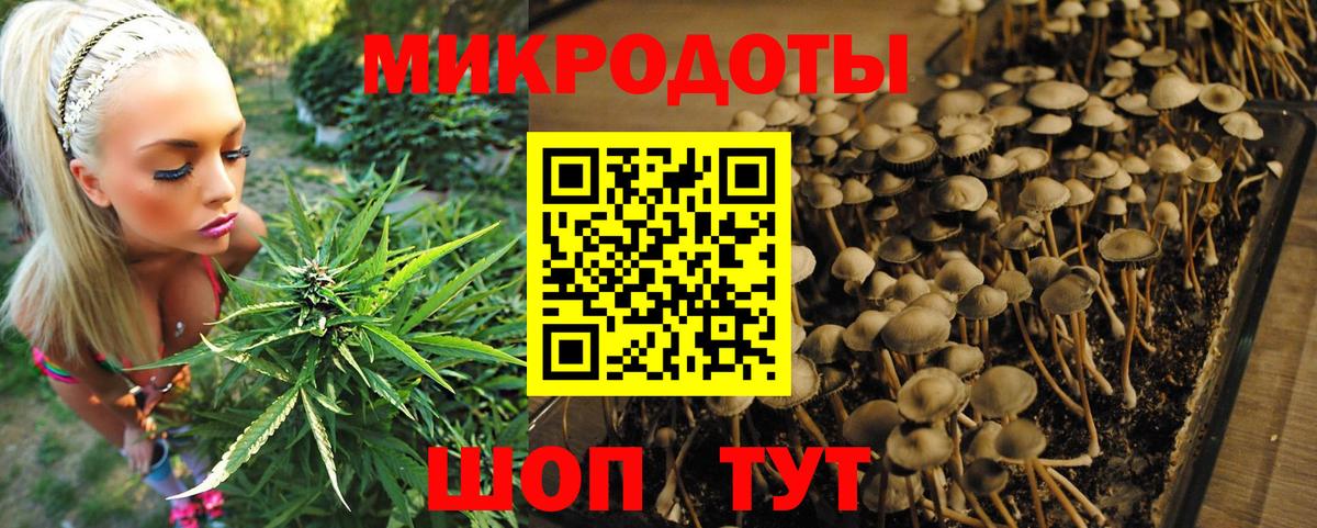 Галлюциногенные грибы GOLDEN TEACHER  Будённовск  цена   Псилоцибиновые грибы GOLDEN TEACHER 